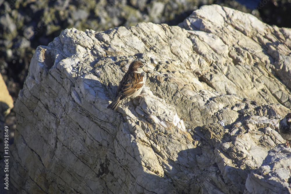 house sparrow house sparrow