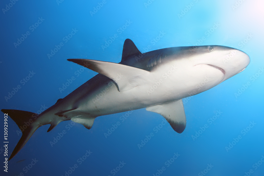 The Caribbean reef shark (Carcharhinus perezii)