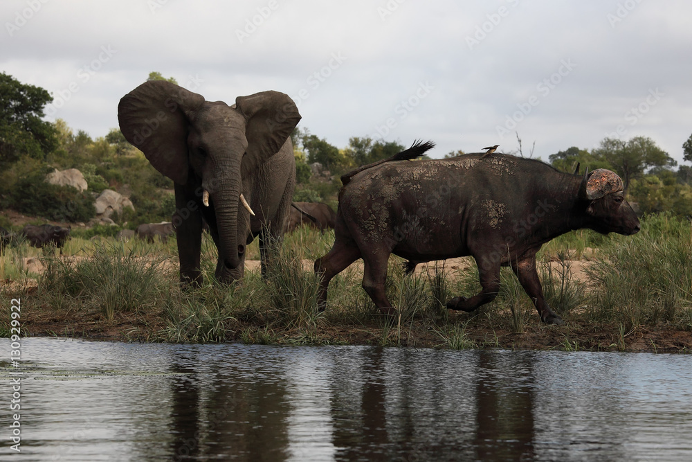 Fototapeta premium The African buffalo or Cape buffalo (Syncerus caffer) ,young elephant attack buffalo at the waterhole