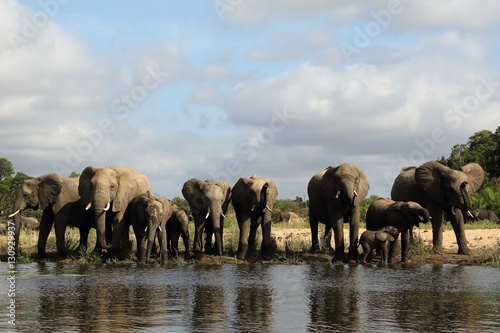 African bush elephant (Loxodonta africana) ,family at the waterhole with clouds in the sky