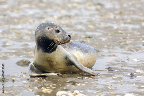 The harbor (or harbour) seal (Phoca vitulina), also known as the common seal ,a young on a beach full of shells