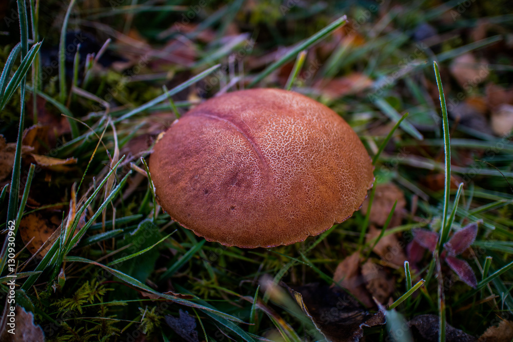 Single mushroom in the grass. Carpathians. Autumn 2016 Single mushroom in the grass. Carpathians. Autumn 2016