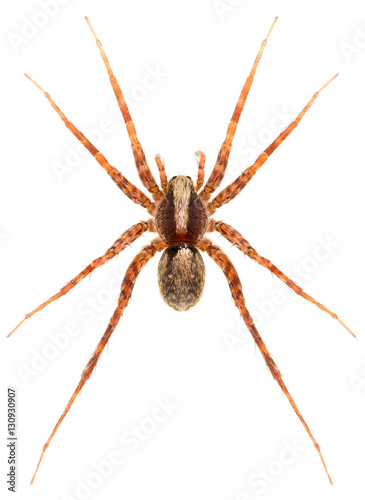 Pardosa lugubris spider is a wolf spider isolated on white background. Dorsal view of spider.