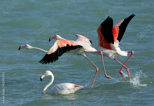 Flamingos, Aker, Bahrain 