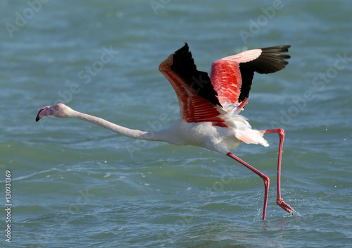 Flamingo, Aker, Bahrain 