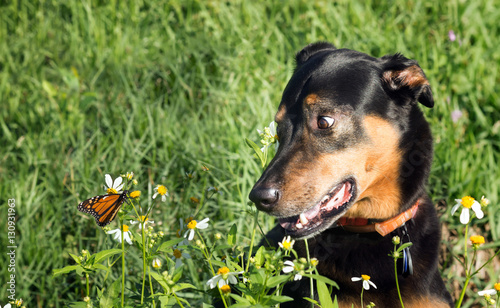Fototapeta Naklejka Na Ścianę i Meble -  Dogs with surprise stares at a large butterfly. Sunny day, meado