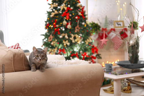Tabby cat on sofa in beauti...