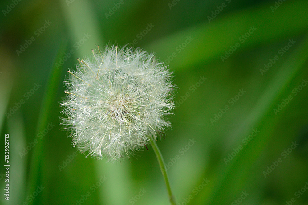 Fototapeta premium Closeup of a dandelion