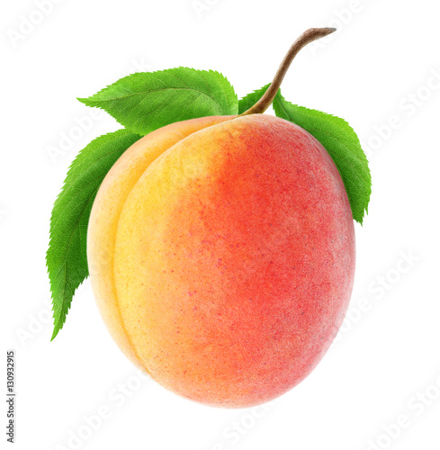 Isolated apricot on a branch