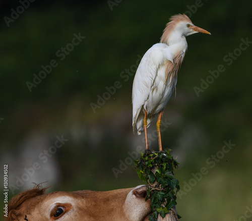 Cattle egret cow and fly photo