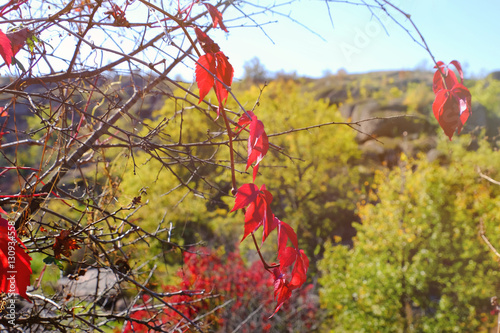 Autumn bush on blurred field background