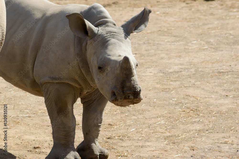 Naklejka premium Baby rhino close up