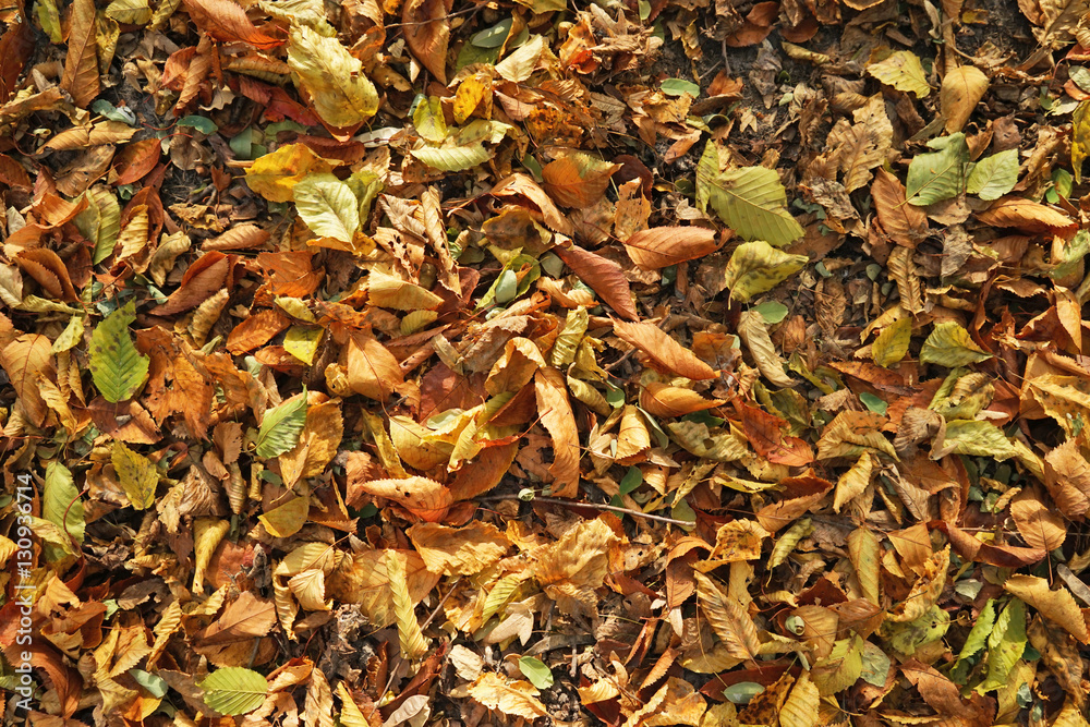 Close up view of fallen leaves in autumn park