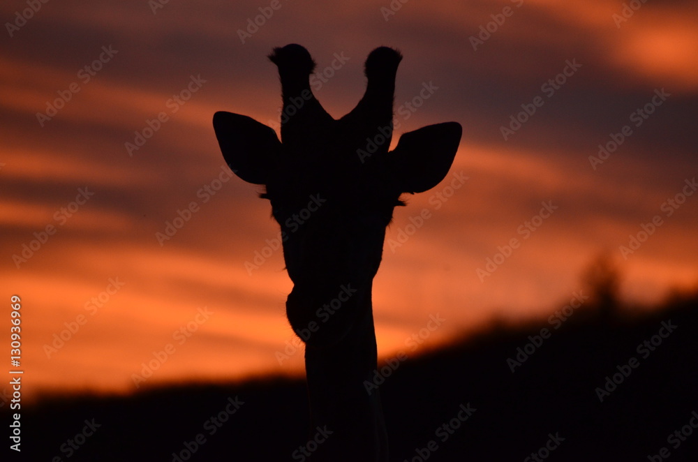 Giraffe Giraffe