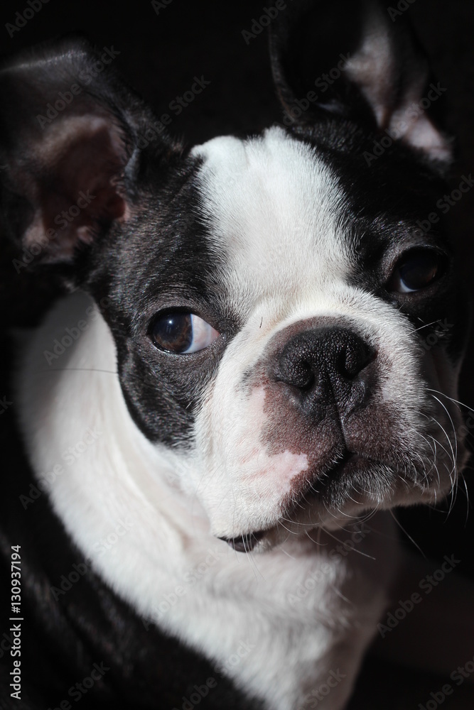 Artistic Boston Terrier Dog Puppy Close Up French Bulldog Portrait 