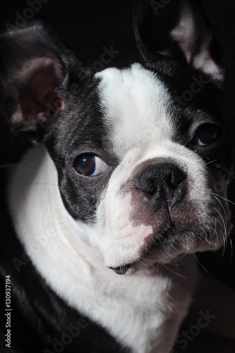 Fototapeta Naklejka Na Ścianę i Meble -  Artistic Boston Terrier Dog Puppy Close Up French Bulldog Portrait 