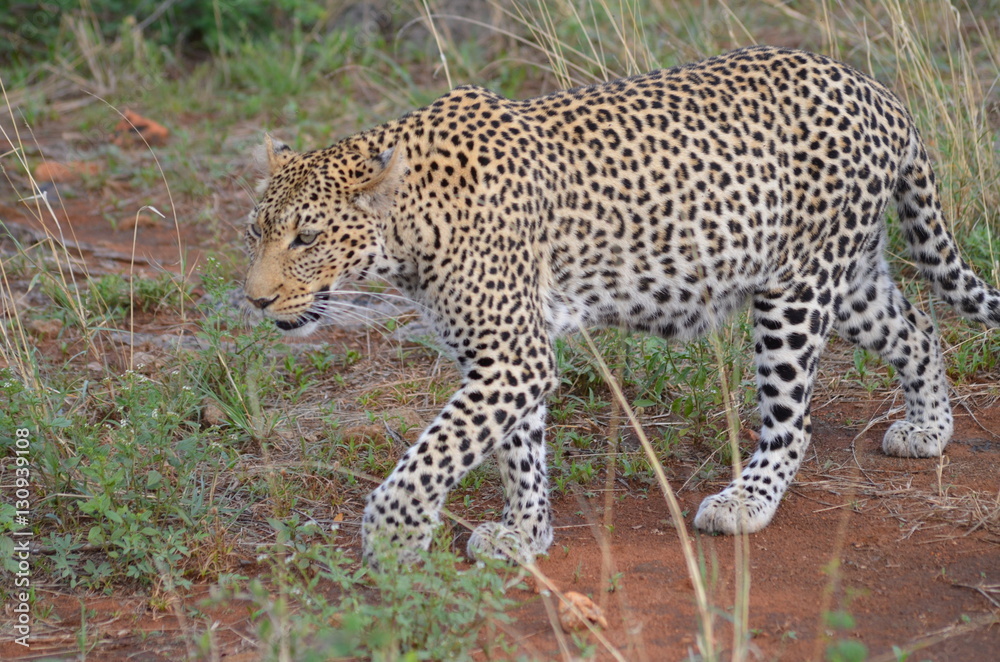 Naklejka premium leopard