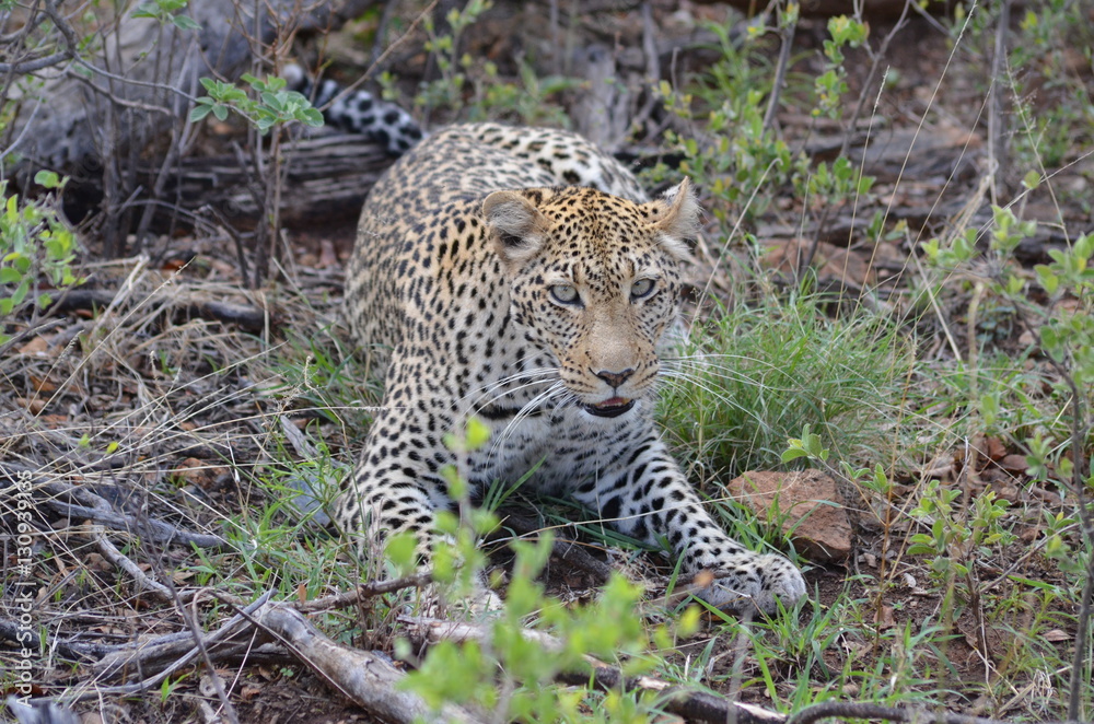 leopard leopard