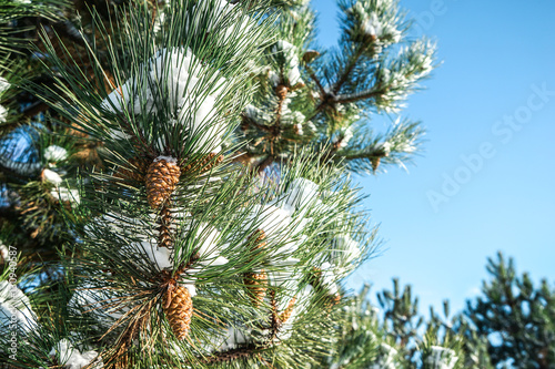 Coniferous branch with cones against blue sky, closeup