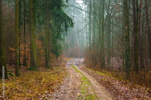 Fall forest with beautiful colors and sandy road © milosz_g