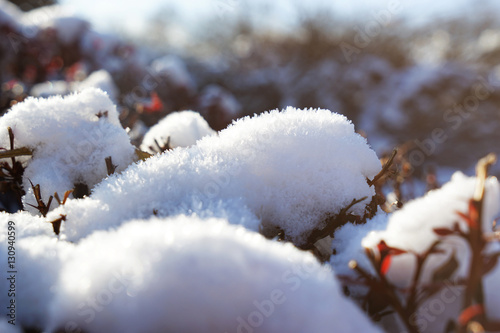 Beautiful bushes covered with snow on sunny winter day, closeup