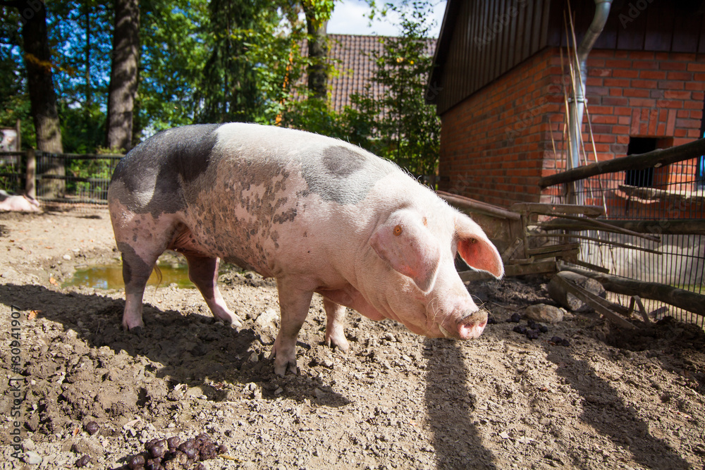 Domestic pig. Big pig. pig on a farm Domestic pig. Big pig. pig on a farm