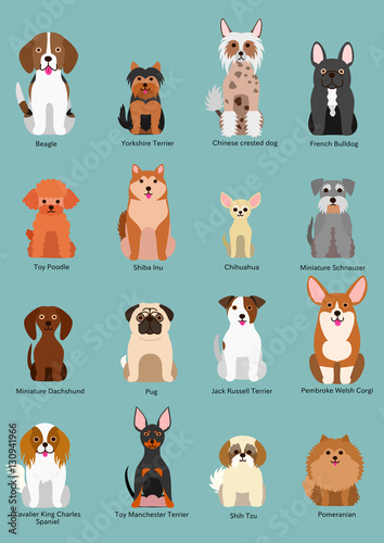 small dog breed collection