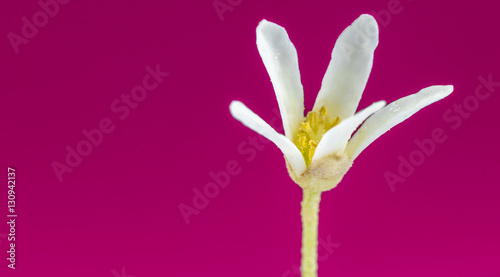 Flor branca e fundo roxo. photo