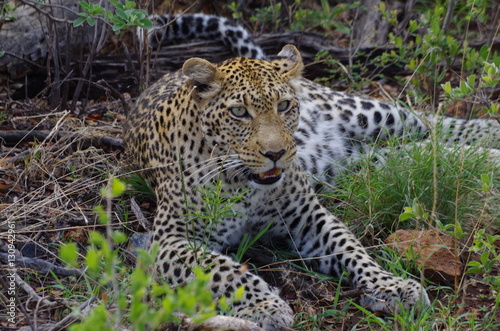 Leopard © Doris