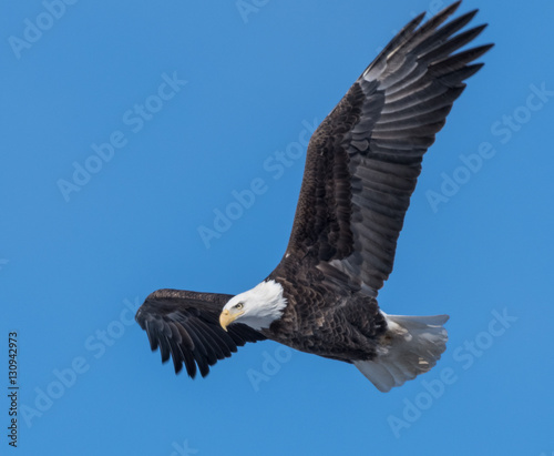 Bald Eagle © Alvin