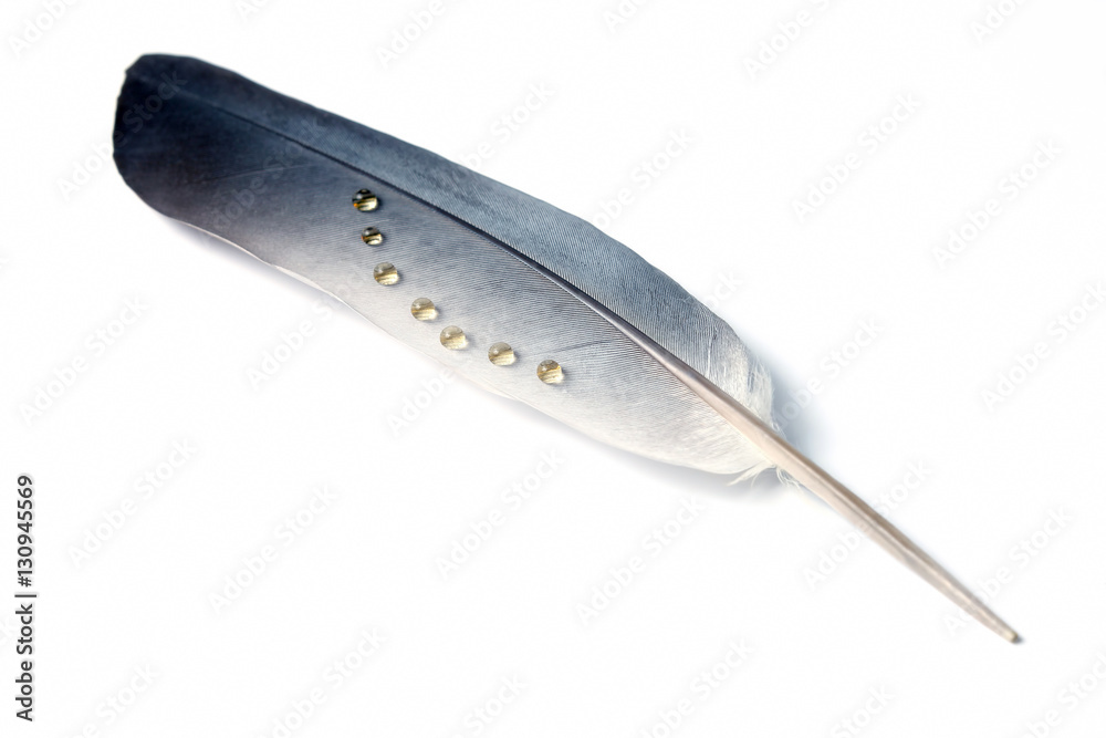 bird feather close up with water drops bird feather close up with water drops