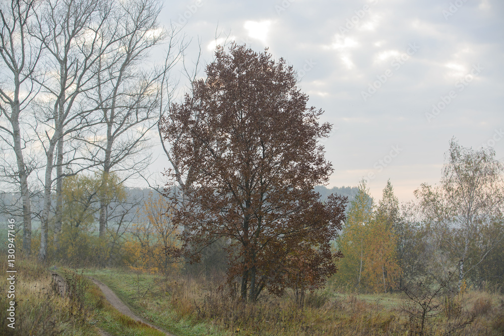 thick morning fog hides the forest thick morning fog hides the forest