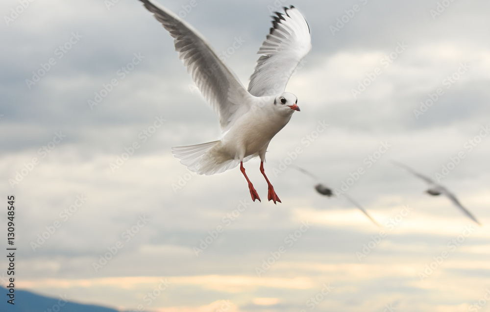Seagulls flying with open wings over sky with clouds. Seagulls flying with open wings over sky with clouds.