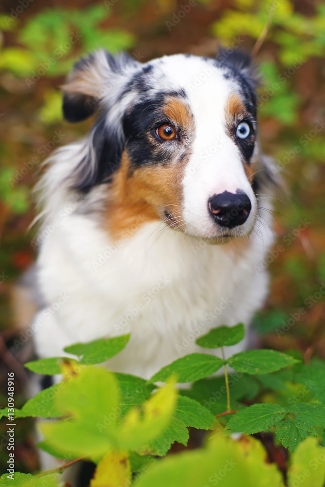 The portrait of a merle Australian Shepherd dog in autumn forest