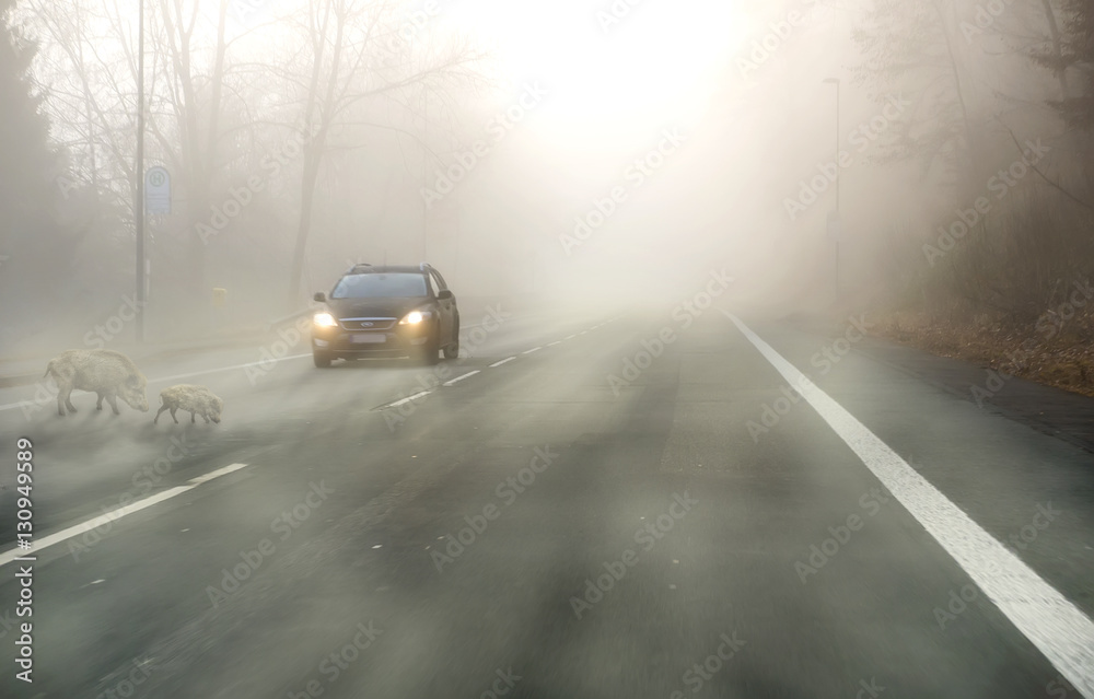 Wildwechsel auf der Landstrasse bei Nebel