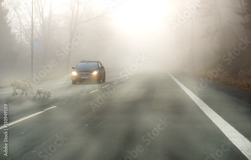 Wildwechsel auf der Landstrasse bei Nebel © EKH-Pictures