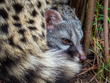 Civet cat lying down hidden in the bushes