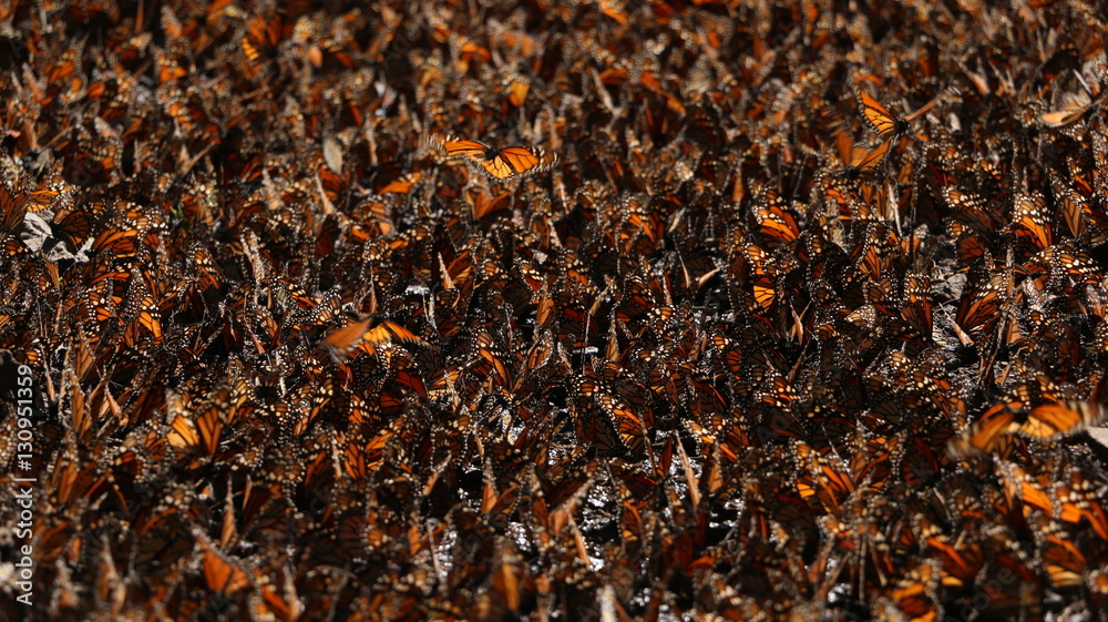 Fototapeta premium Colony of beautiful, orange monarch butterflies overwintering in a coniferous forest located in Michoacan Mexico