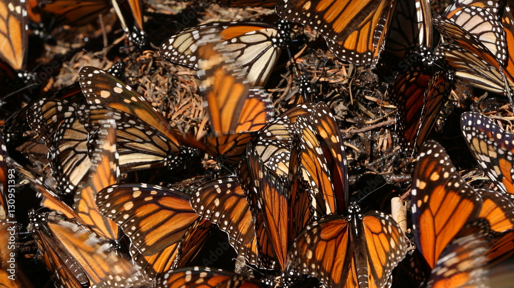 Obraz premium Colony of beautiful, orange monarch butterflies overwintering in a coniferous forest located in Michoacan Mexico