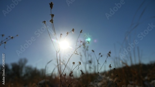 Winter silhouette dry grass in the snow field landscape snow nature