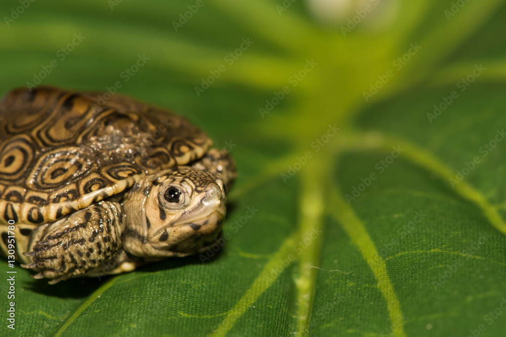 Obraz premium Baby Diamondback Terrapin