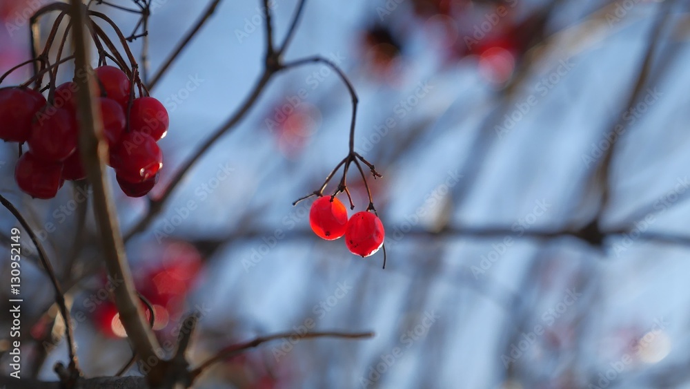 viburnum tree branch on a blue sky background red berries winter viburnum tree branch on a blue sky background red berries winter