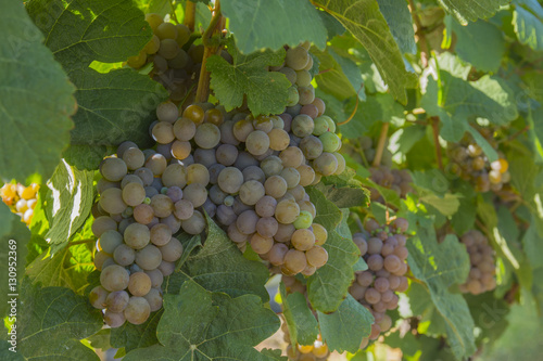 Wallpaper Mural Gewurztraminer Grapes in Vineyard Okanagan Kelowna British Columbia Canada Torontodigital.ca