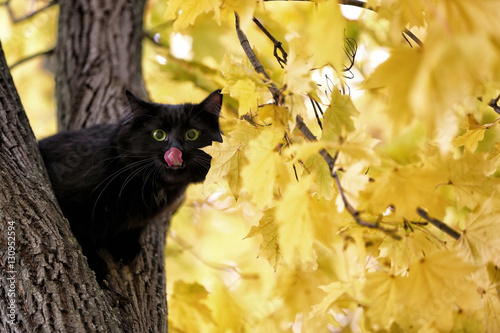Fototapeta Naklejka Na Ścianę i Meble -  Funny black cat sitting on tree in autumn park