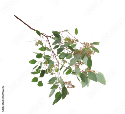 Branch of eucalyptus populus on white background