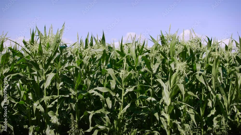 Farm background with Crop Leaves Blowing in Wind Farm background with Crop Leaves Blowing in Wind