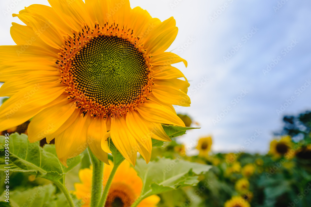 Selective and Soft focus. Sunflowers field. Selective and Soft focus. Sunflowers field.