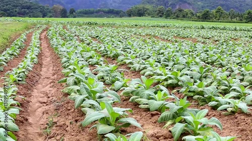 Tobacco farm