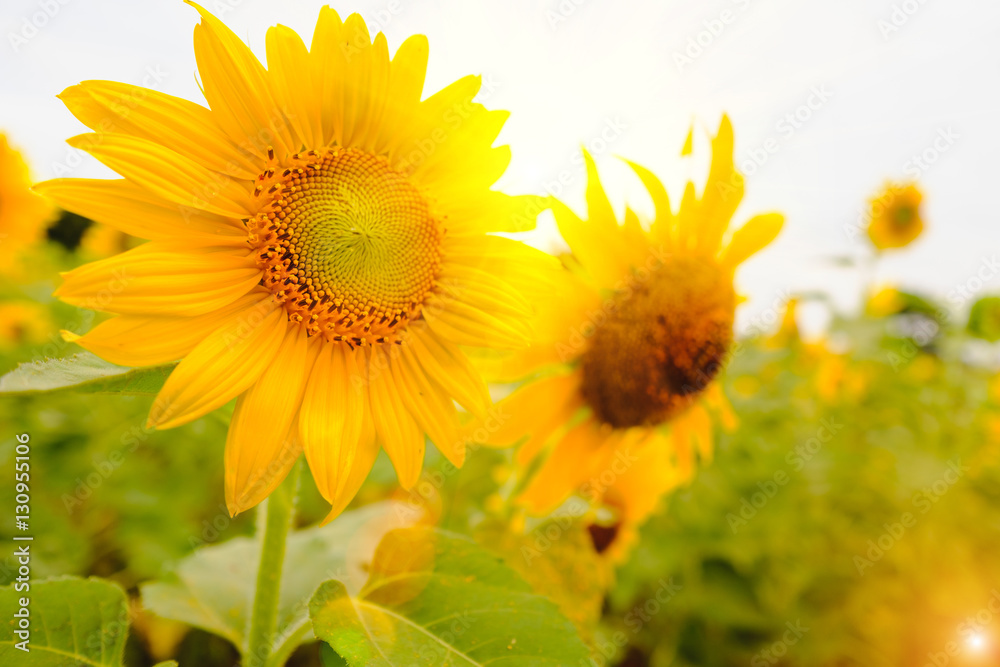 Obraz premium Selective and Soft focus. Sunflowers field with lighting flare effect.