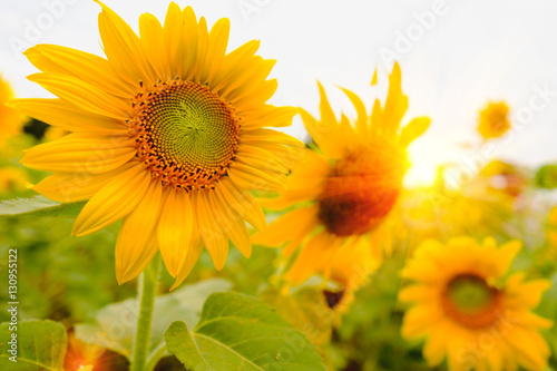 Selective and Soft focus. Sunflowers field with lighting flare effect.